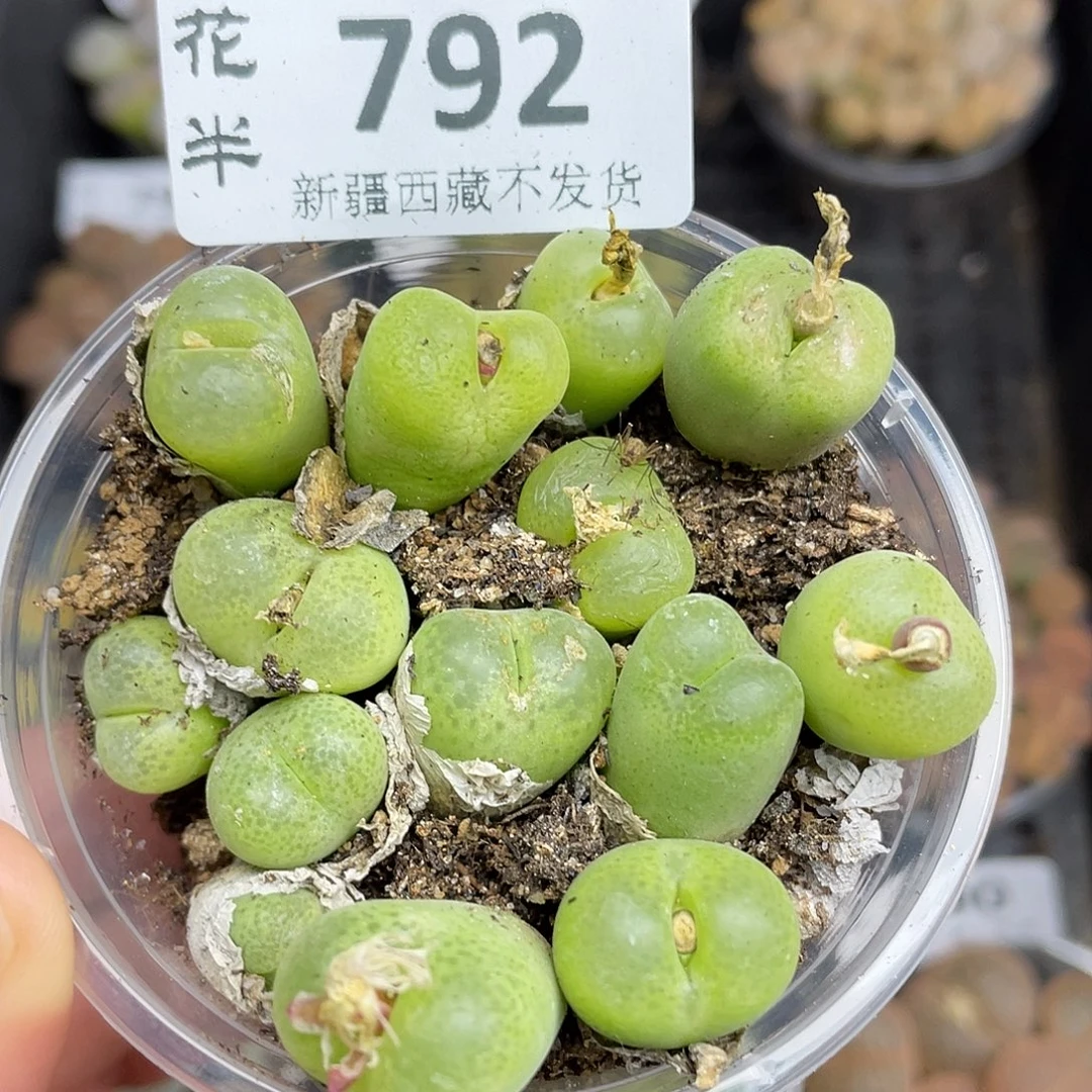 792000000花花花花花花
