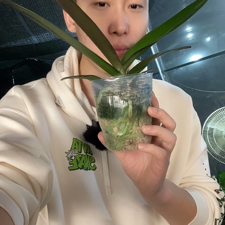 无花朵金龙蝴蝶兰