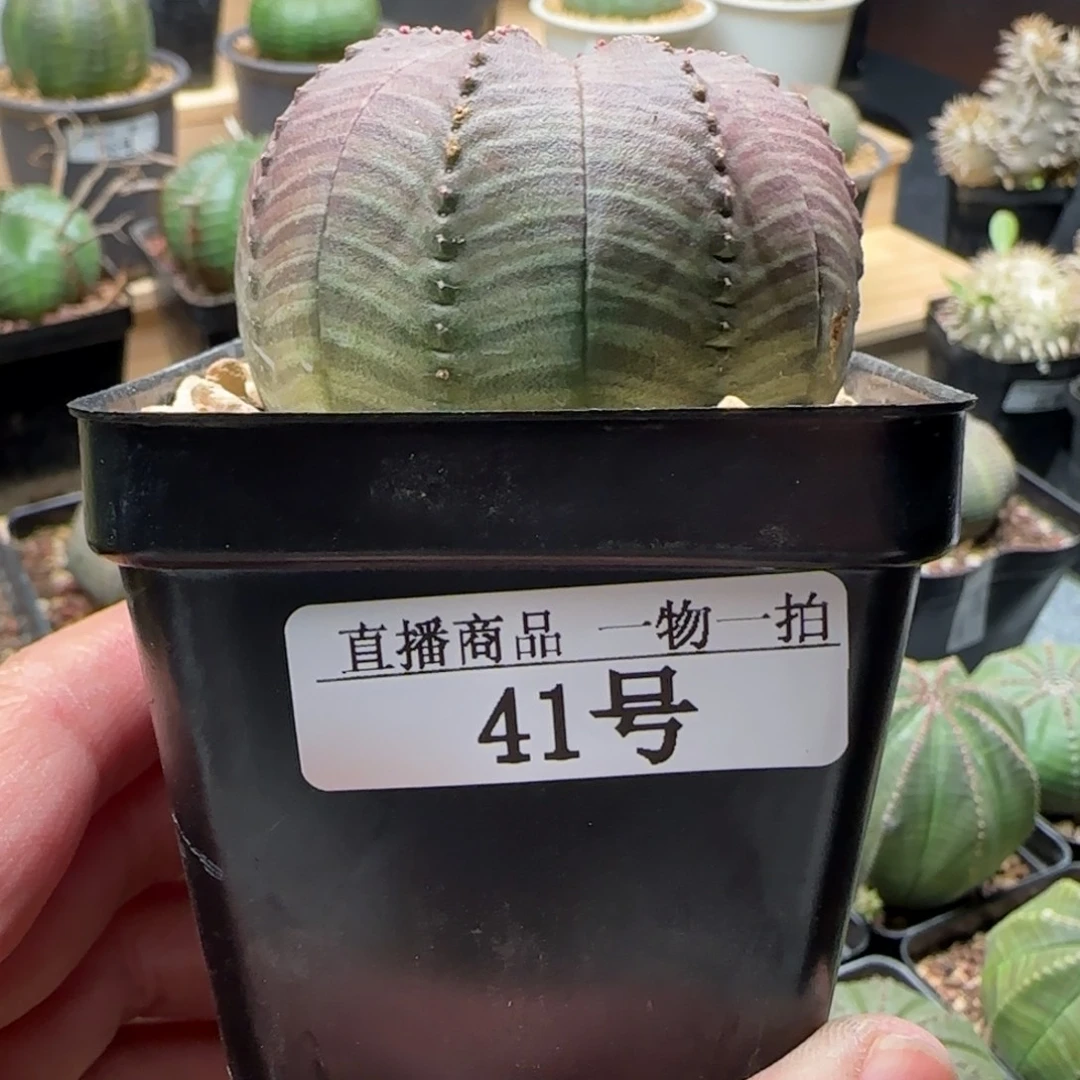 41号，欧布带盆，包邮