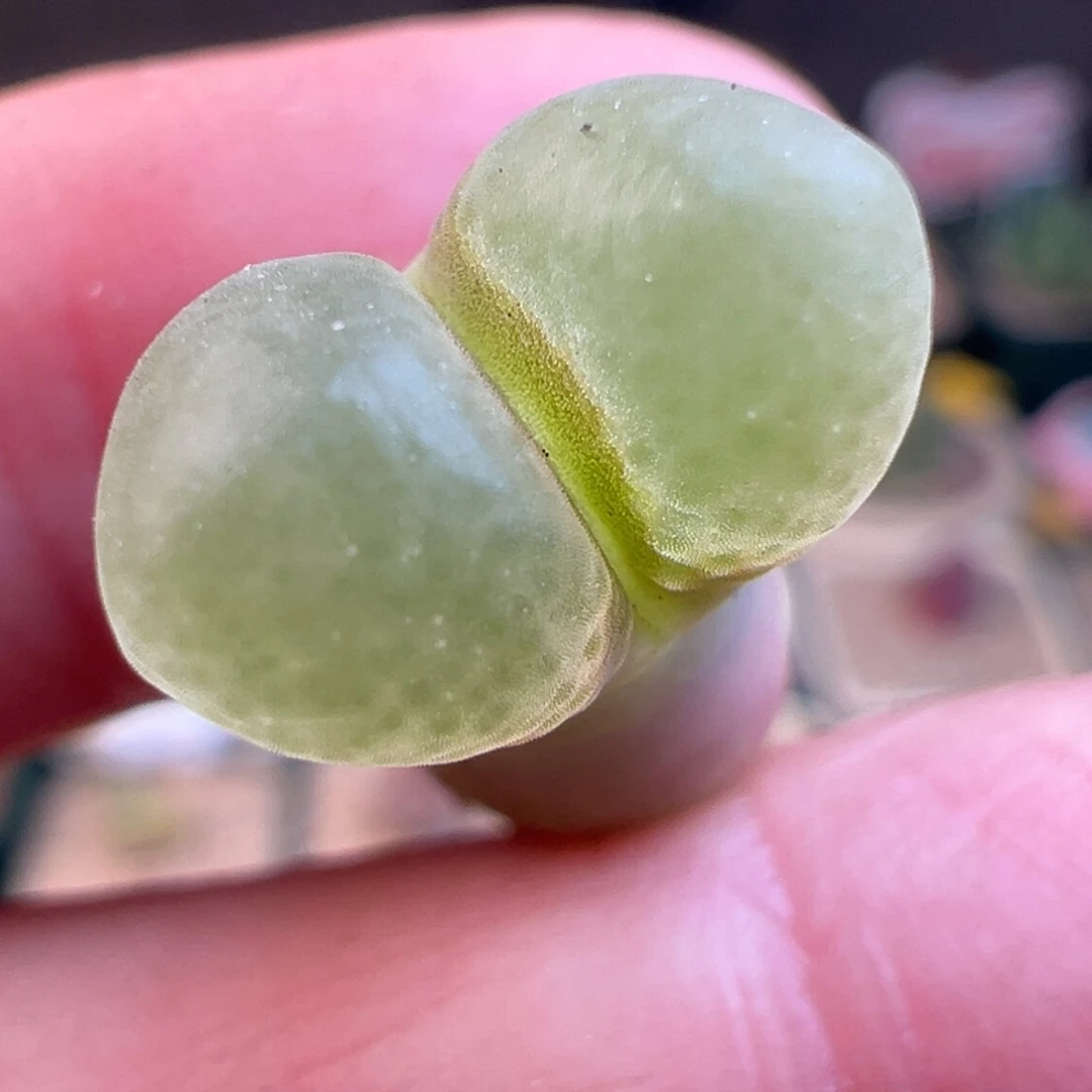 30号1453.9特特特选～……