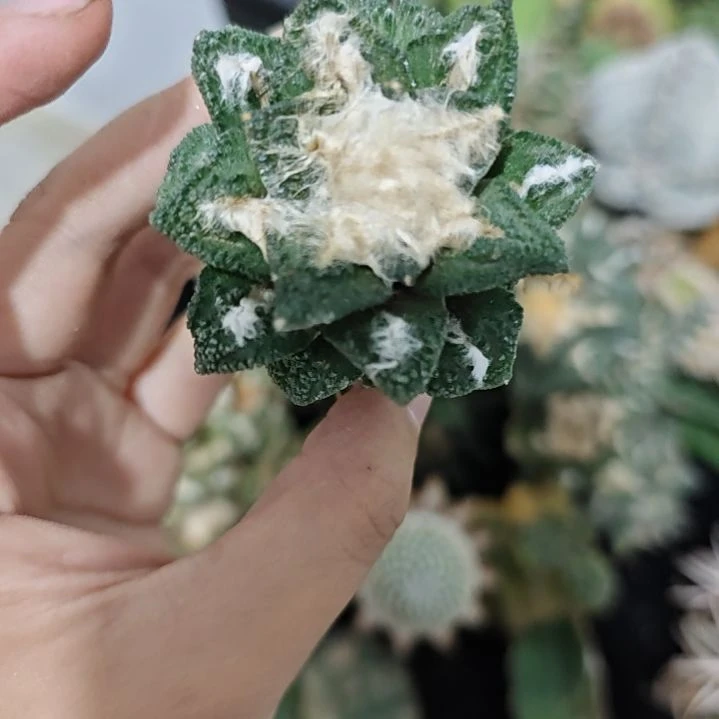 一物一拍，草球仙人球！