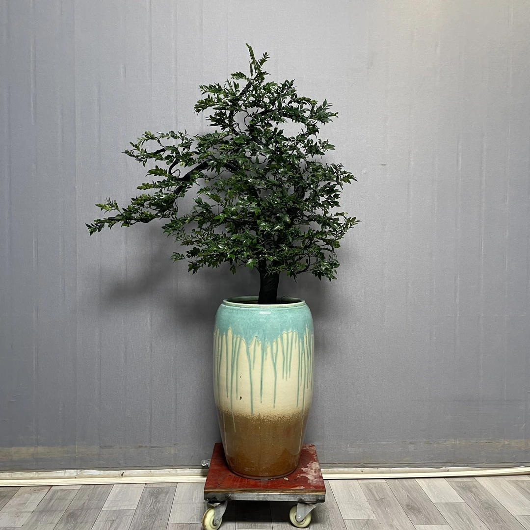 黑骨茶广东小叶紫檀室内外高端绿植盆栽