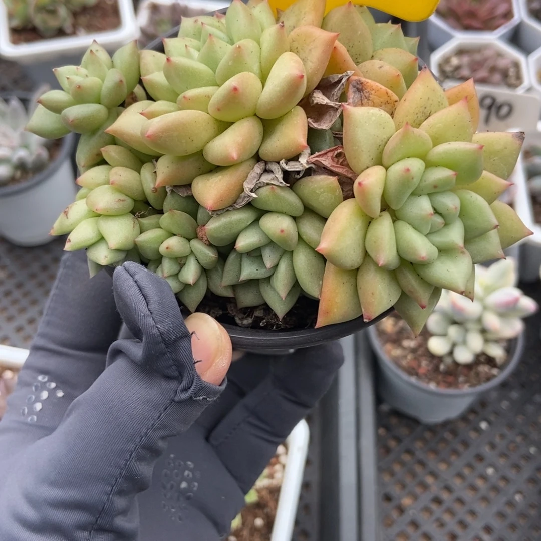 715黄金象牙多肉植物