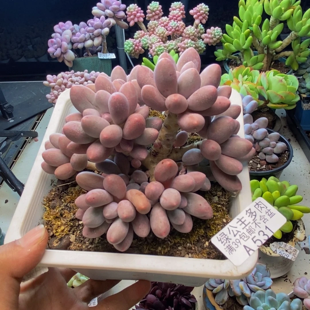 531丸叶汤圆多肉9cm