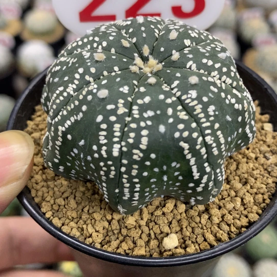 223高脚海星超兜指纹