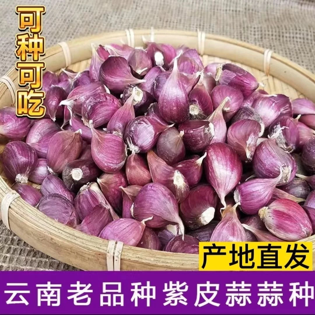 2025正宗紫皮蒜早蒜蒜头干蒜红蒜出苔出苗云南大理产地直发