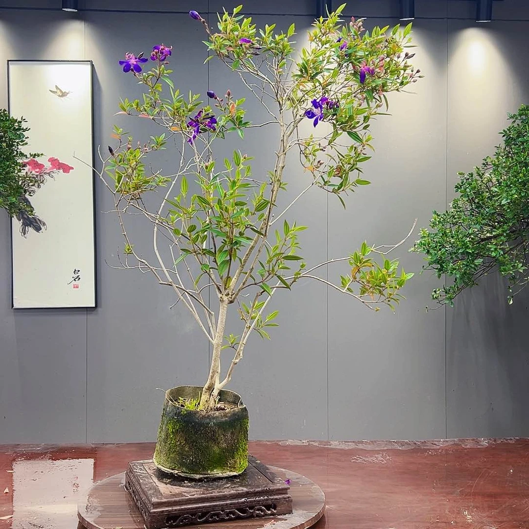 居****材海岛紫牡丹盆景