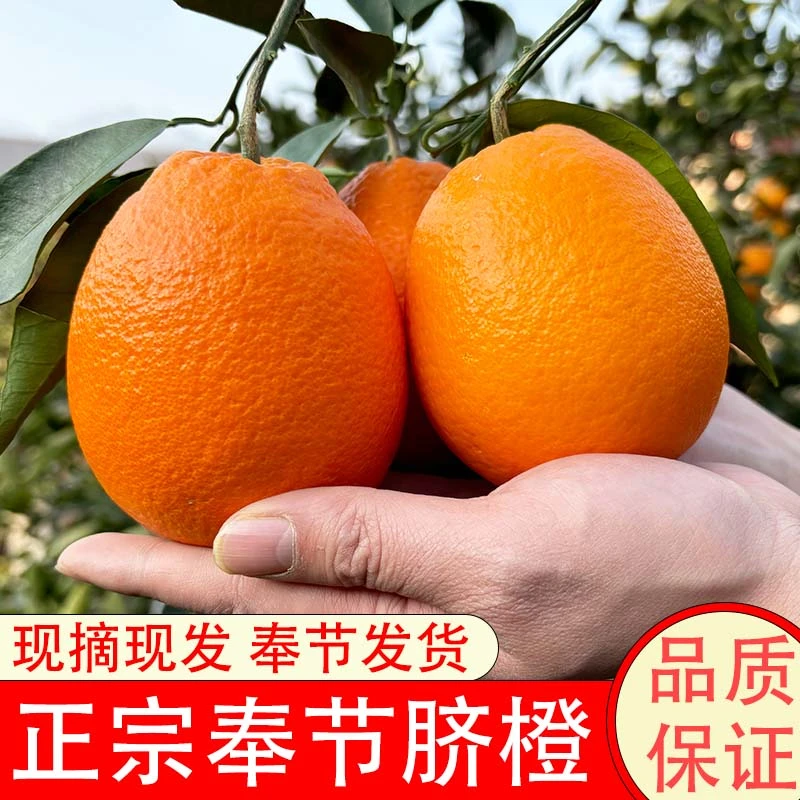 正宗奉节脐橙新鲜现摘孕妇维C水果新鲜橙子产地直发纽荷尔脐橙
