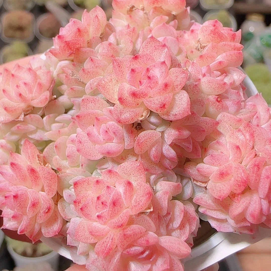 花语逸镜1128-171散