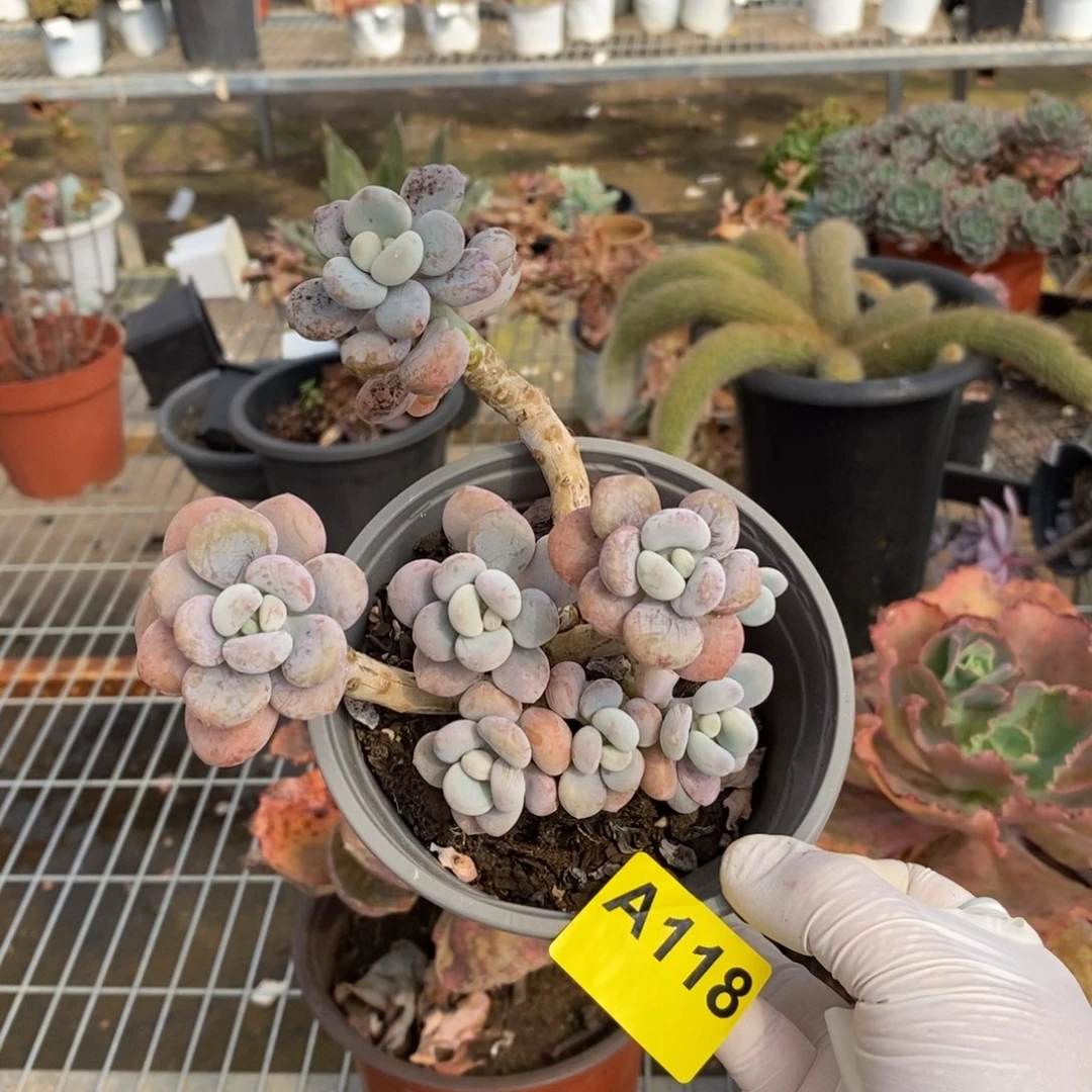 118白鹭老桩一物一拍