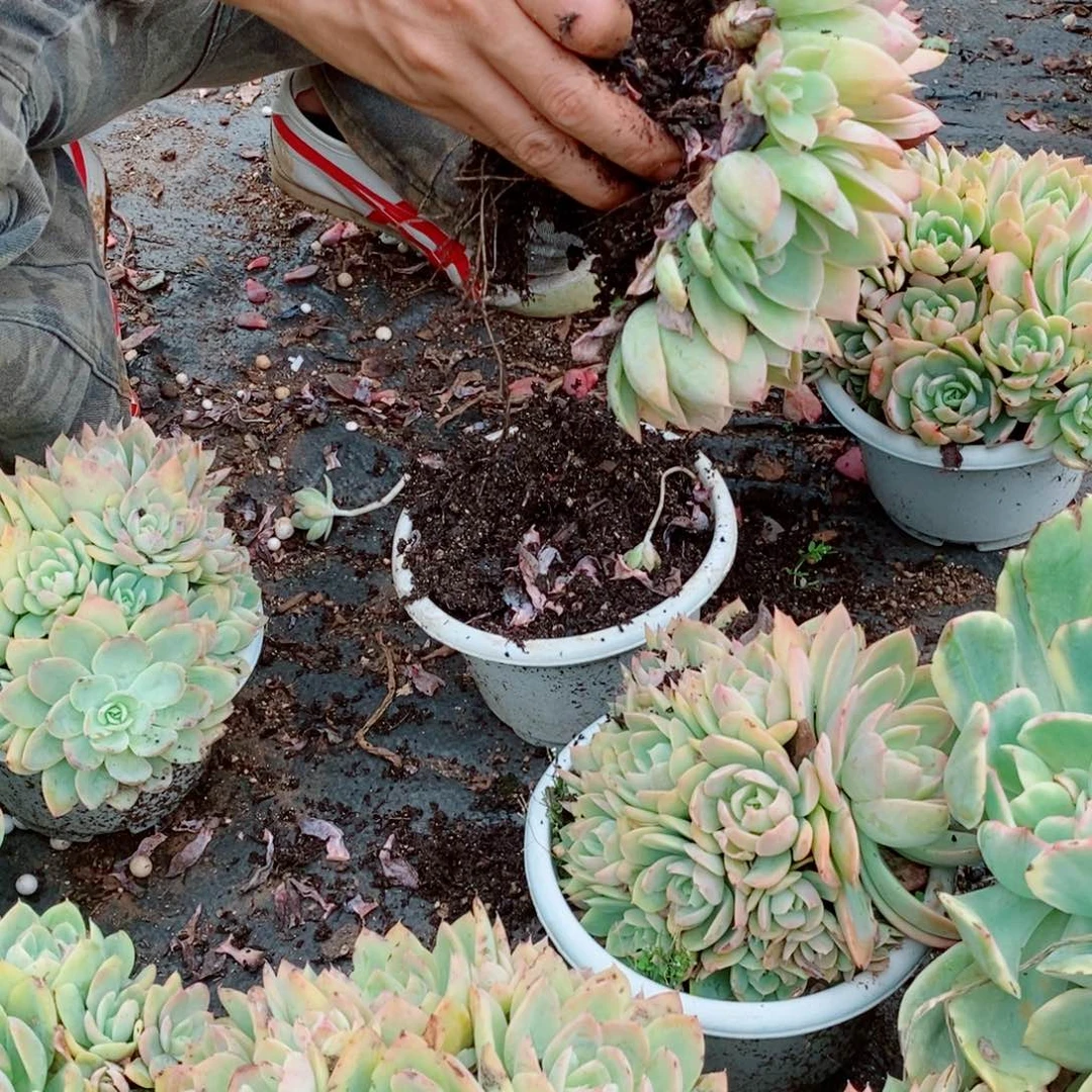 丝绸面纱精品多肉植物