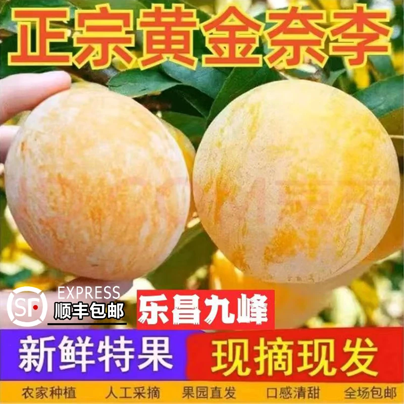 正宗韶关乐昌九峰黄金奈李粤北特产李子新鲜应季水果果园现摘现发