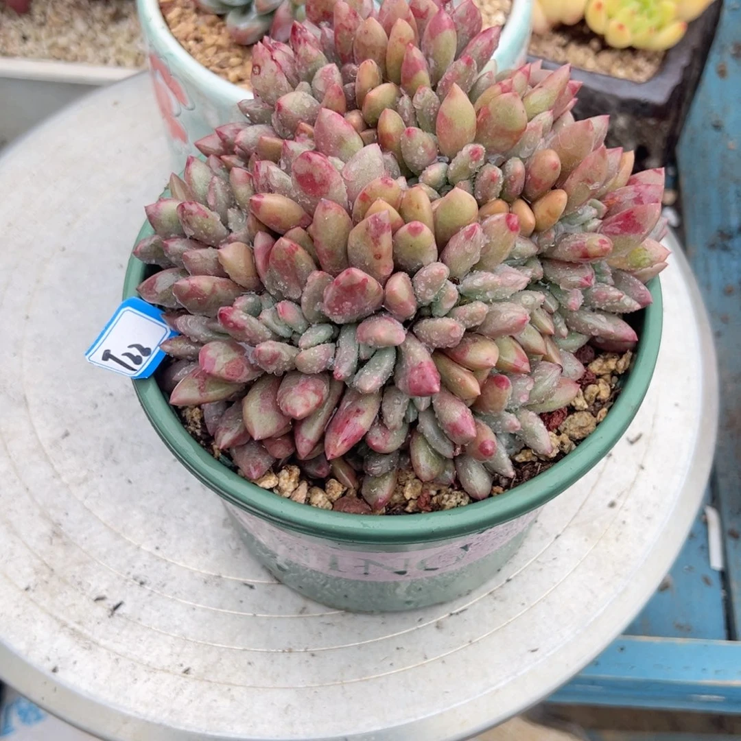 平***乐精品多肉植物老桩
