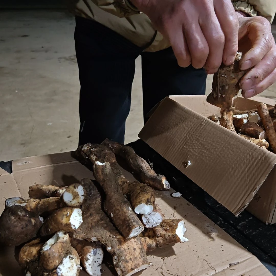 中国大陆广西野生山药 碎根3.2斤