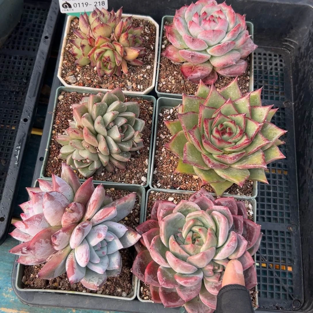 多肉精选编号0119.218