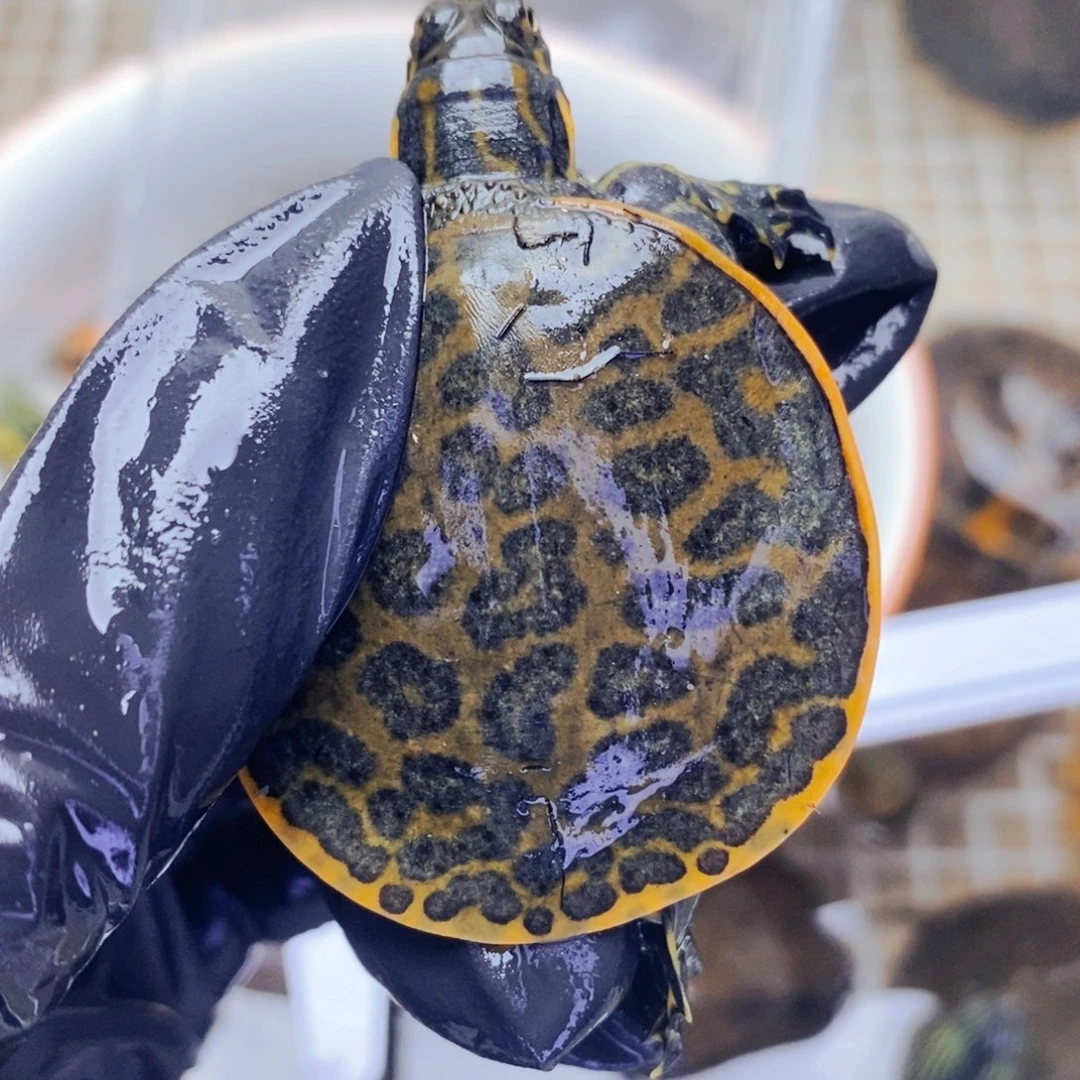 不分公母宠物龟猪猪鳖3