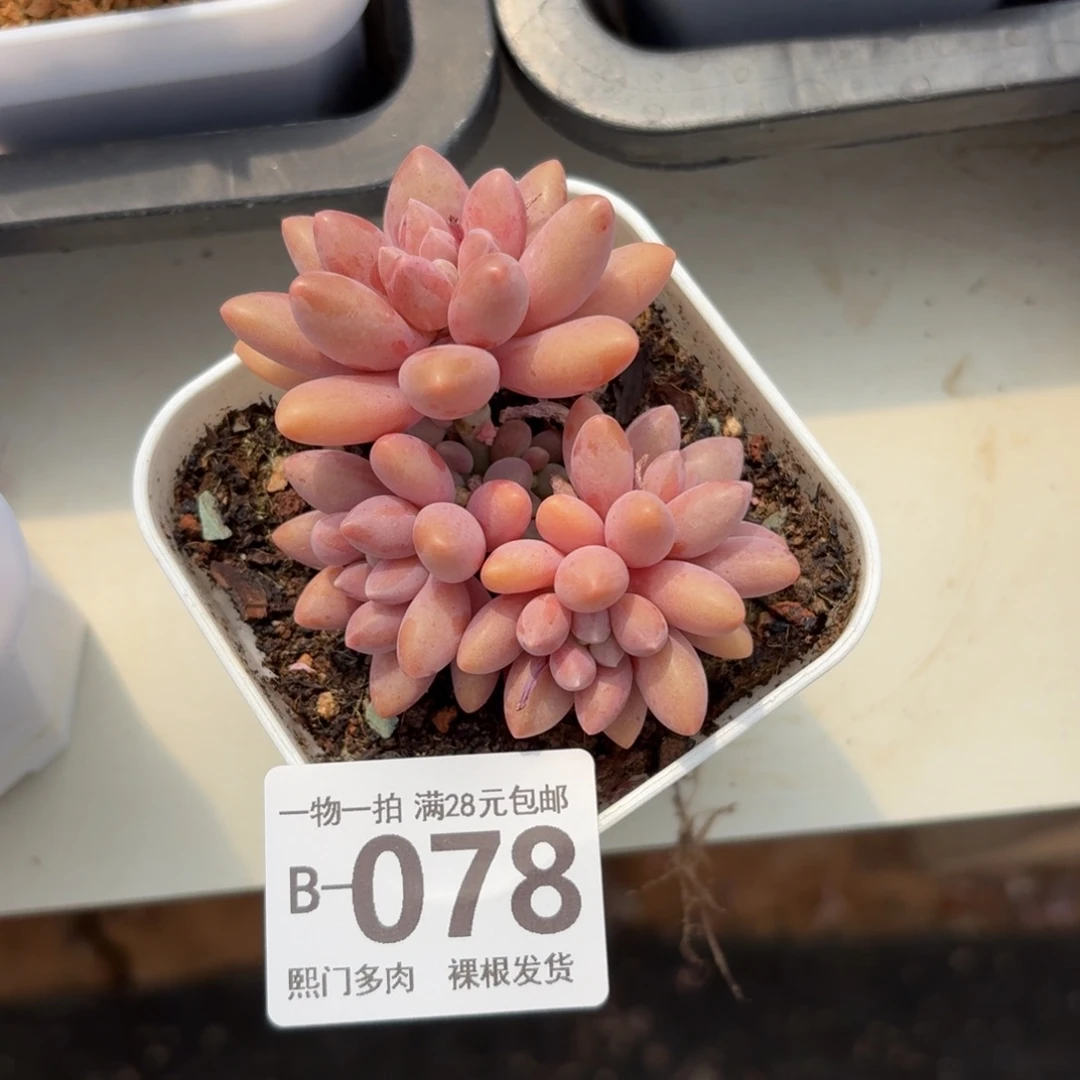 不****星黛露无盆土发货无