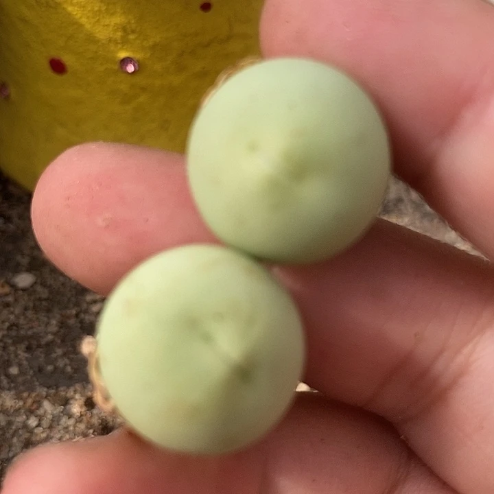 6513鸽子蛋一组两颗