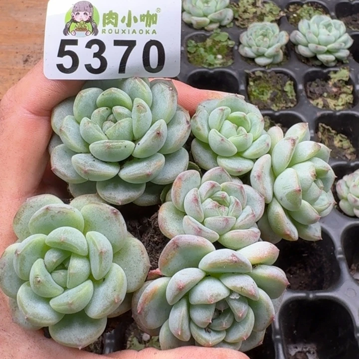 多肉植物多肉植物