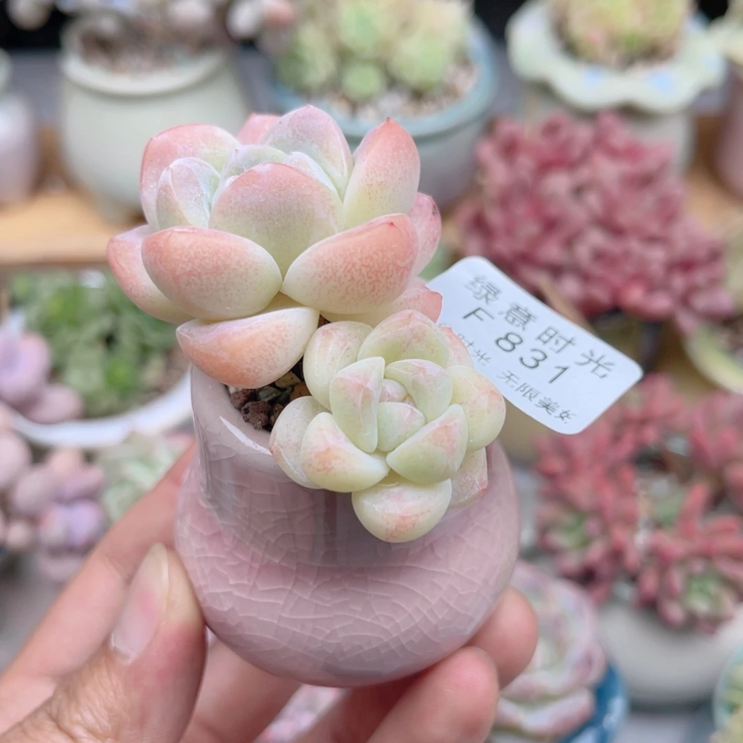 831 奶油冰玉 带陶瓷盆发货 满28包邮