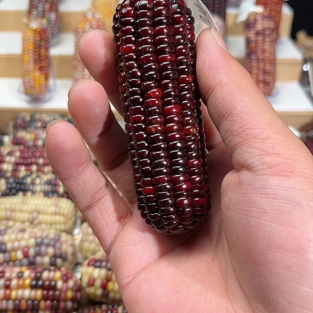 A***r中国大陆小玉米159