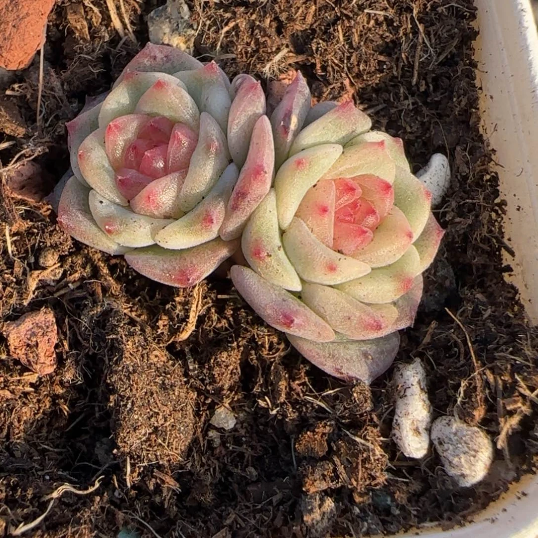 多肉小卡拉米糖心一物一拍