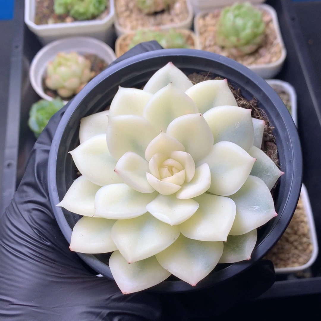 58包邮  群生不包整 105