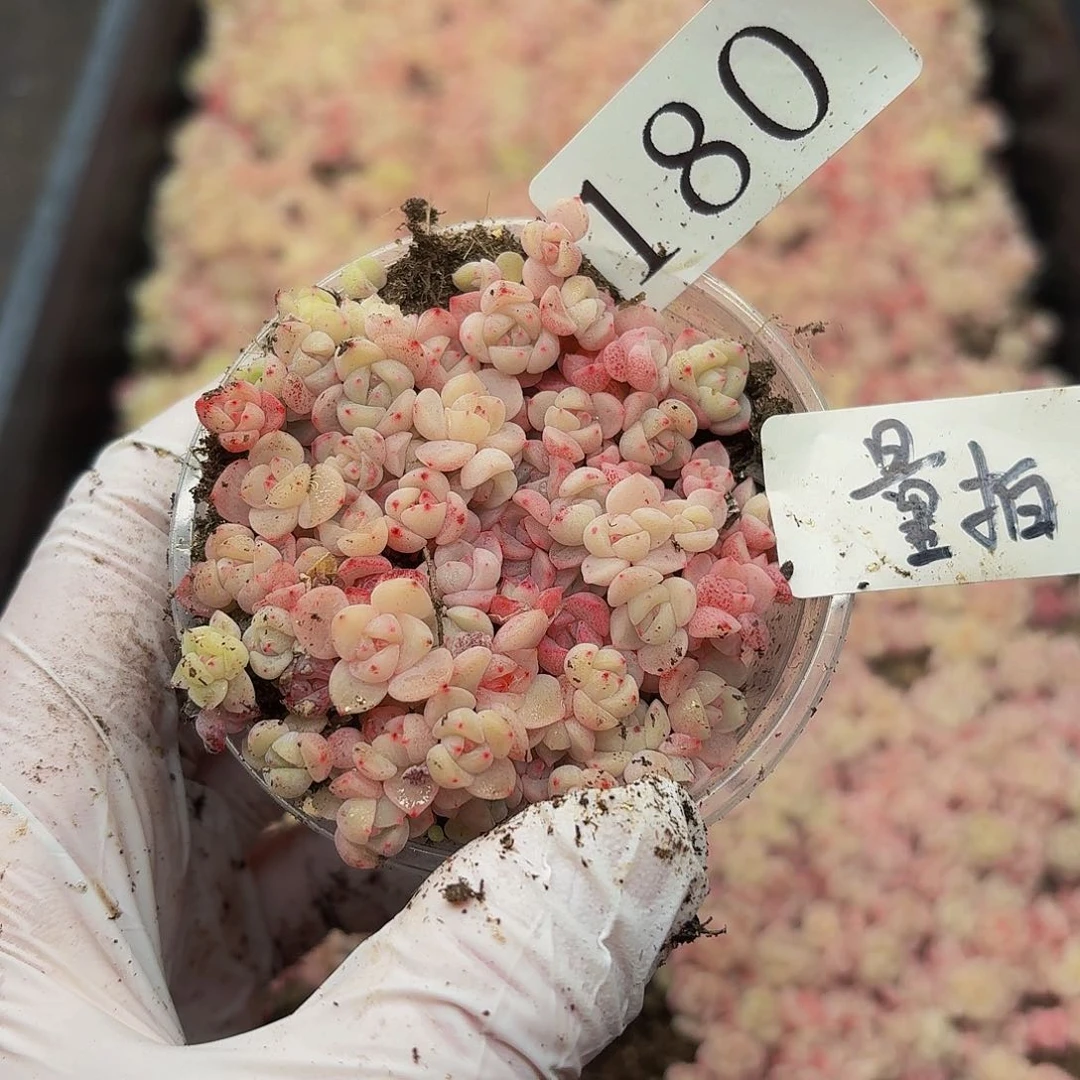 多肉植物多肉植物180量拍