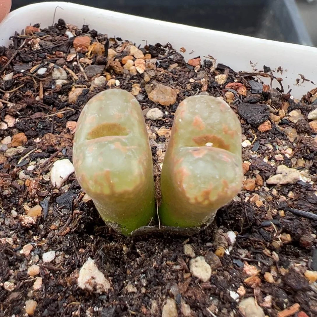 1.27好看的多肉943