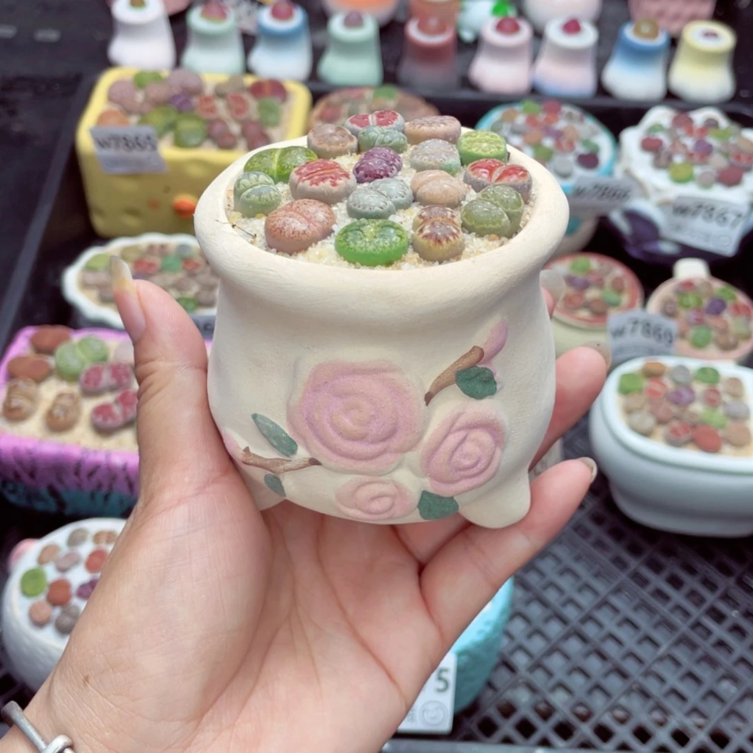 w7877 带盆土发货一物一拍