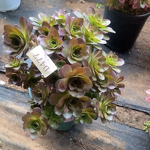 477魅金玫瑰多肉母本处理无售后