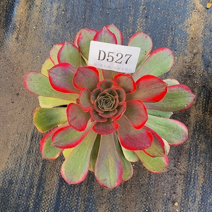 527粉花妖多肉不包邮