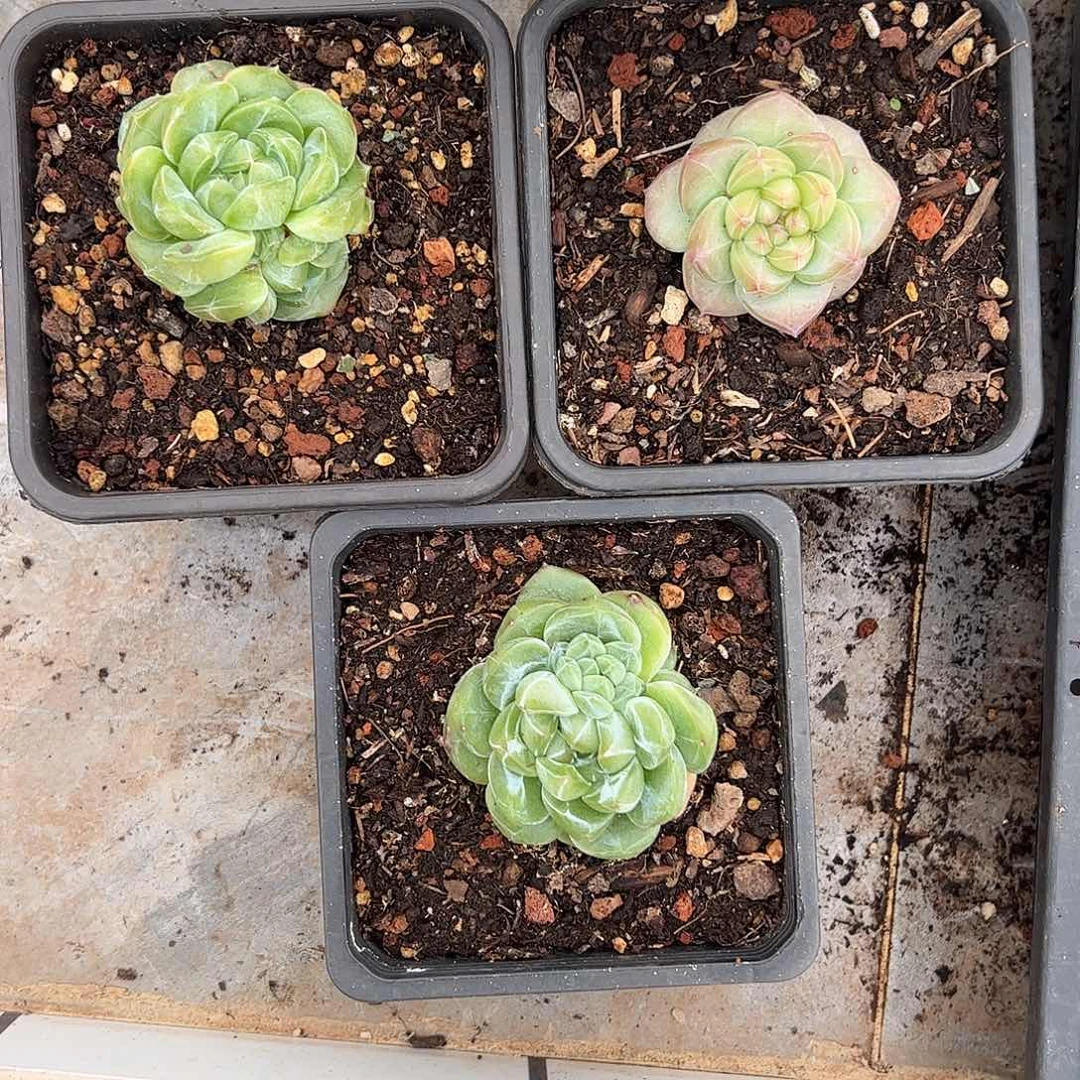 珍妮三颗、12.8包邮