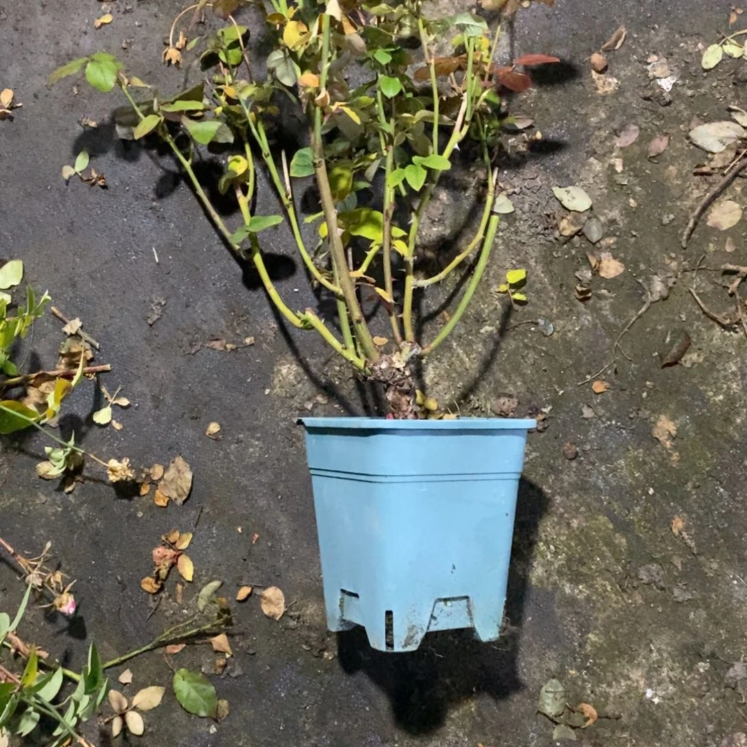 无花朵嘉年华玫瑰土球发货