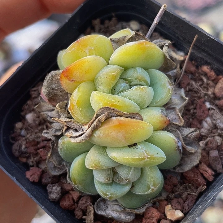 一物一拍满18包邮琥珀