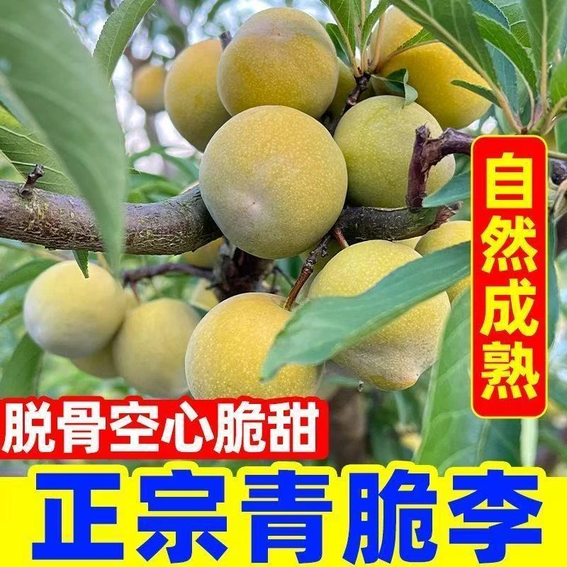 正宗脱骨李子李酸甜口感新鲜水果青脆李当季孕妇空心李现货
