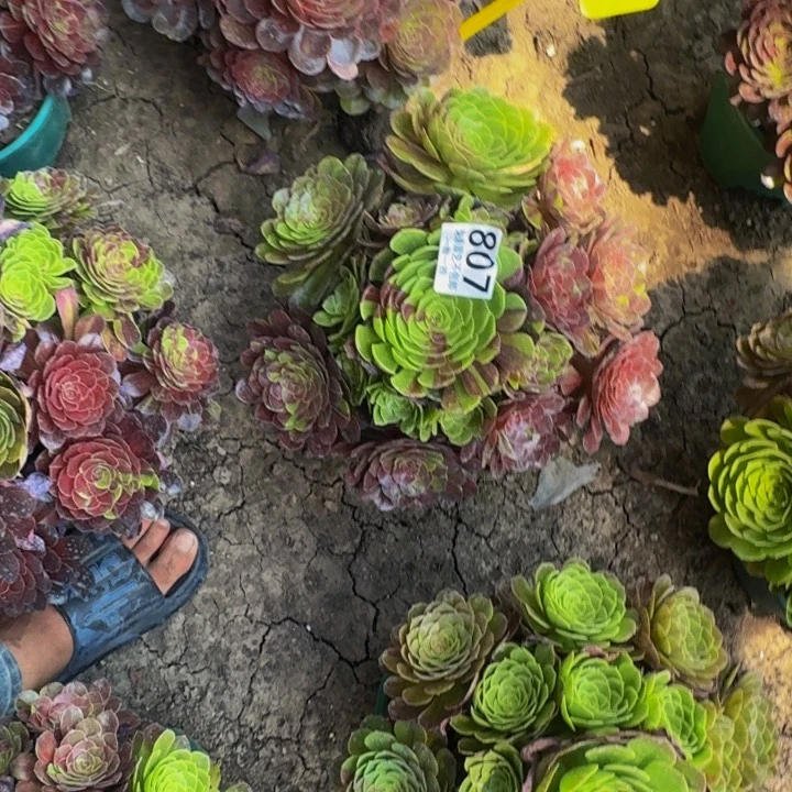 花月夜25-53包邮花花