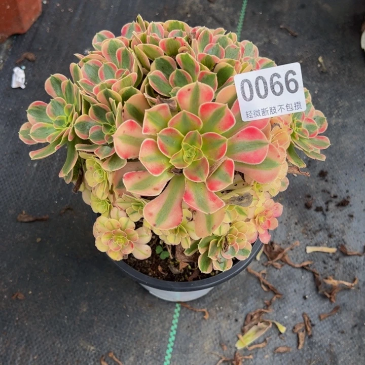 花***哥妖月00666666666666