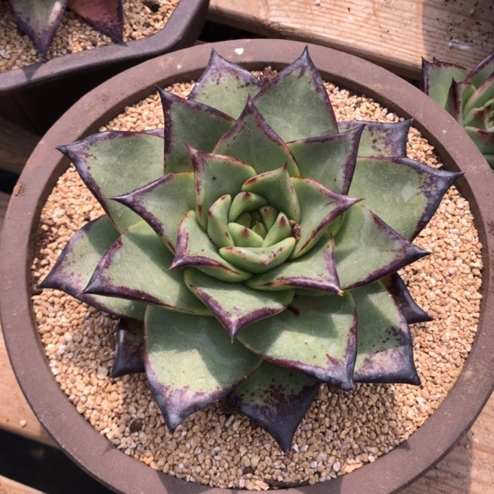 开播福利 外翻深底宽叶