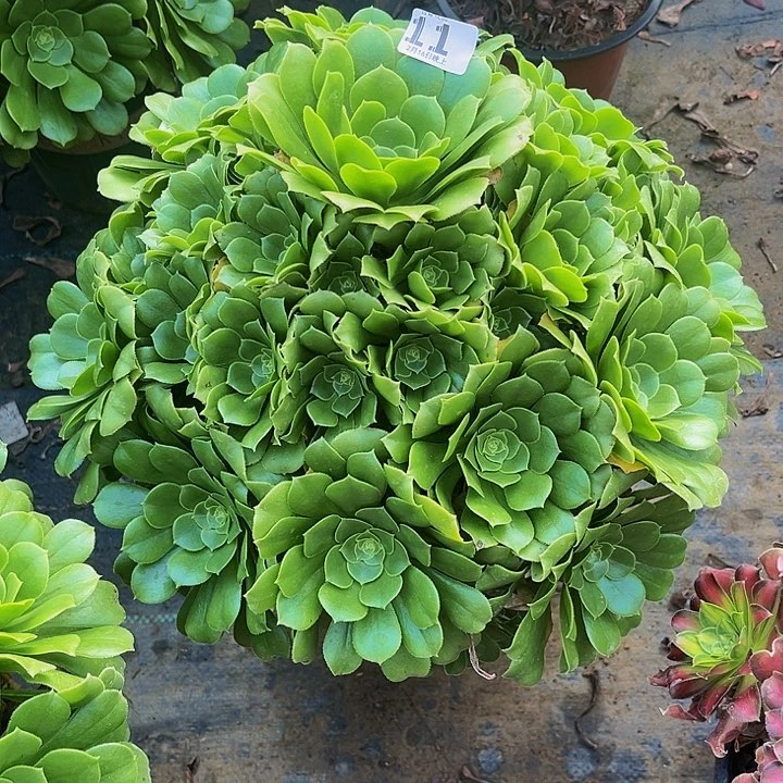 绿杨蓉法师1111111