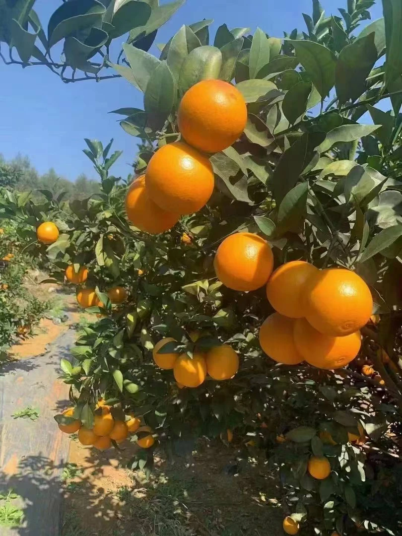 正宗红江橙 清甜多汁 产地直发，廉江红橙