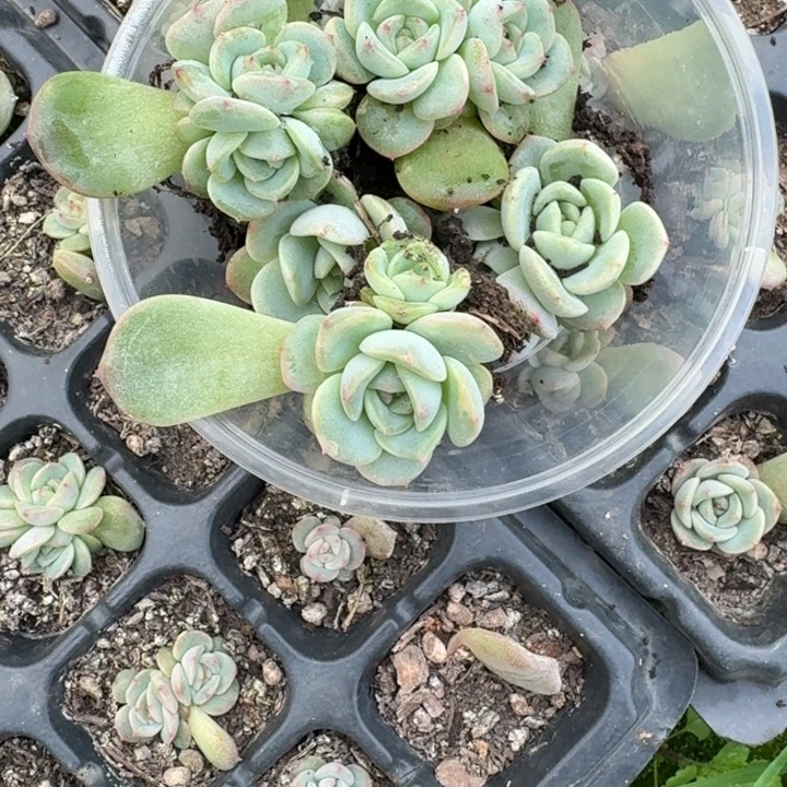 小***）048甜心7加飘枝饭盒