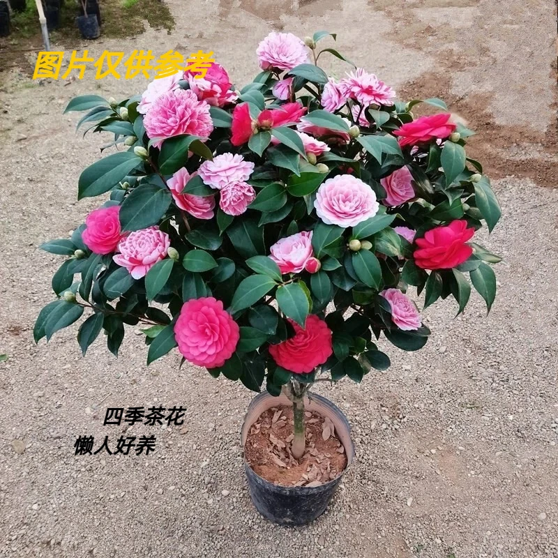 【60~70送白色菱形盆】带花苞五色赤丹茶花盆栽原盆护心土室外种植