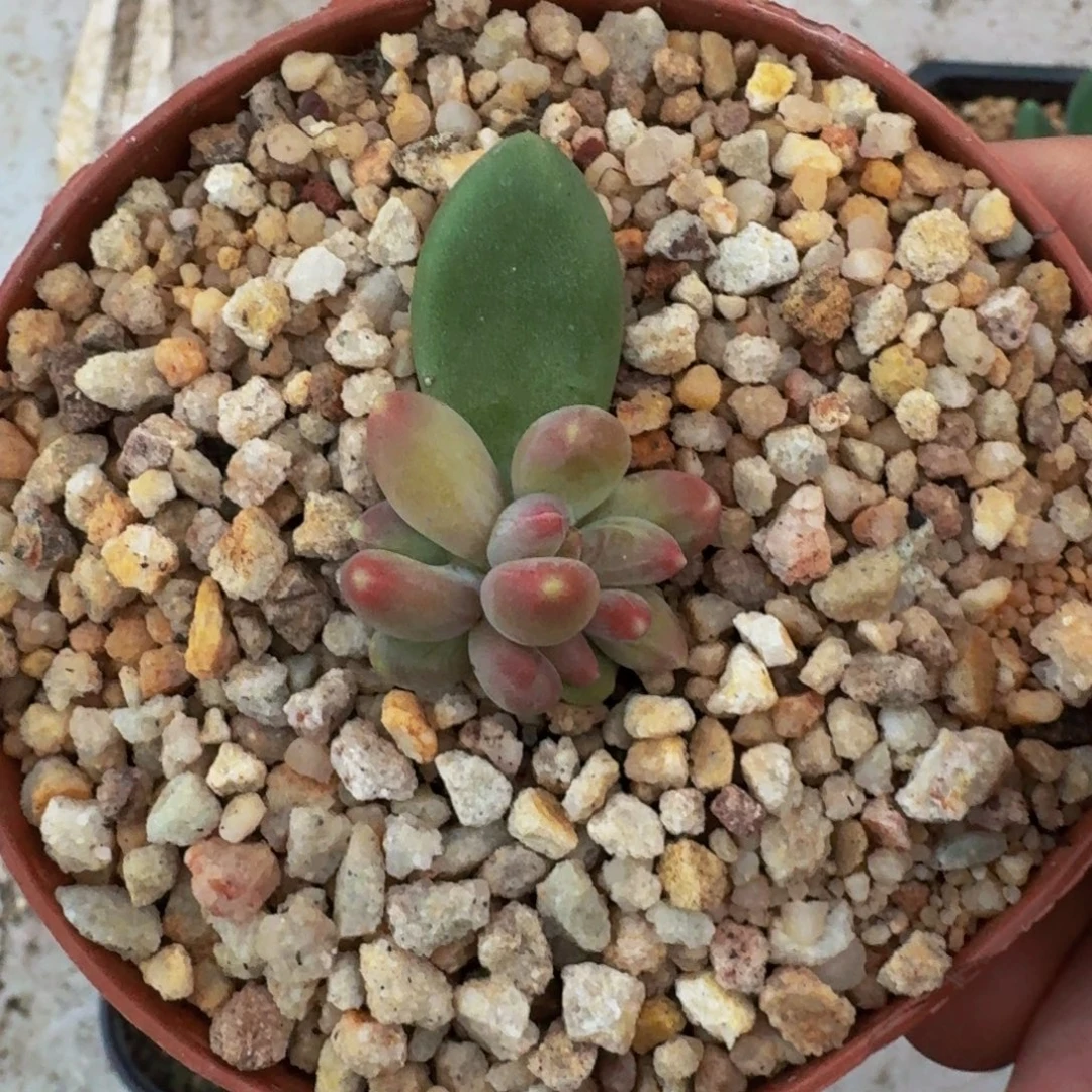 迷雾森林 叶插  一物一拍