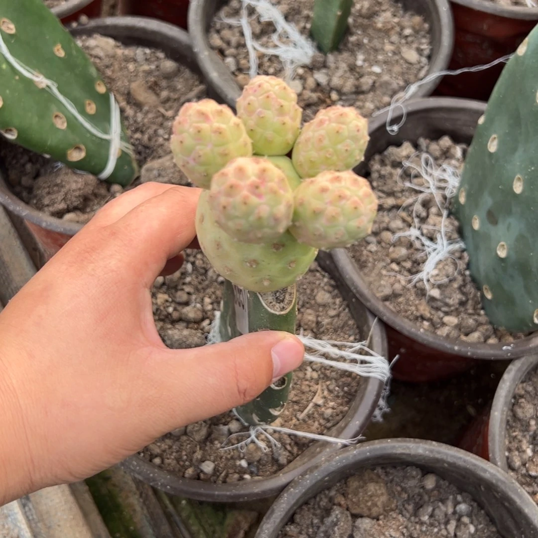 习志野群仙人球3957号