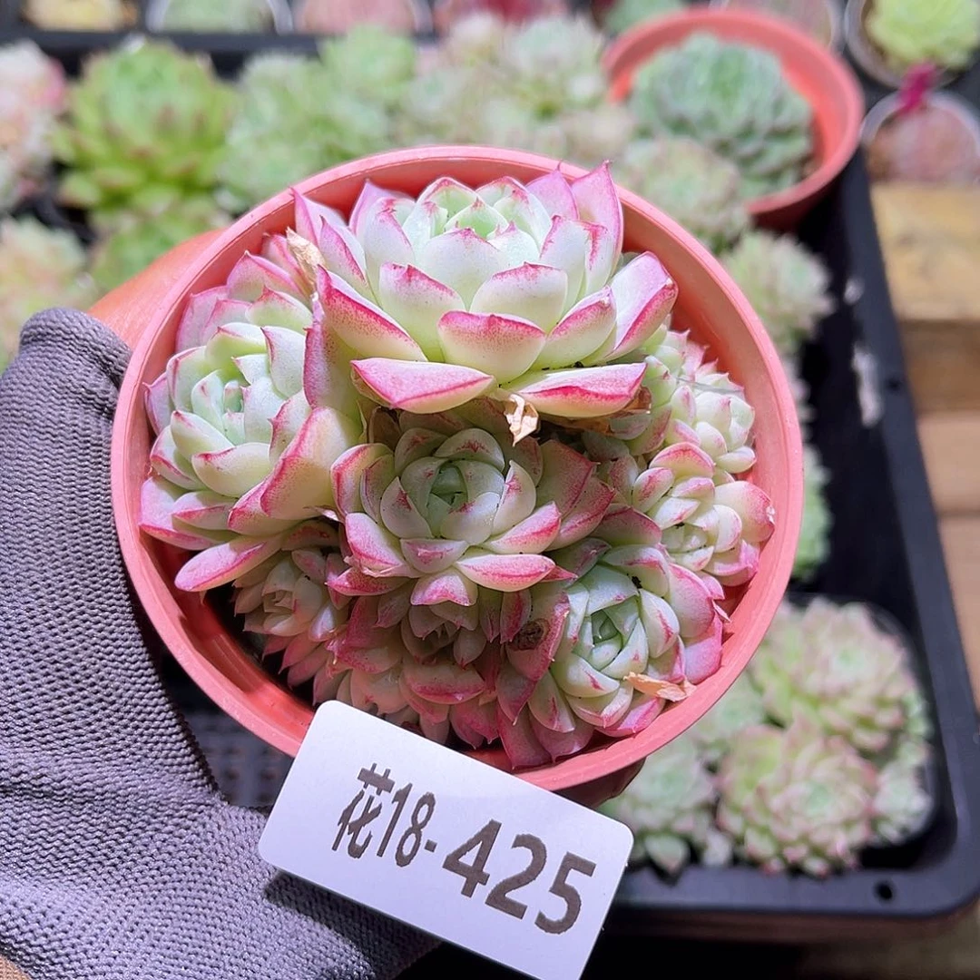 花18-425女王群生