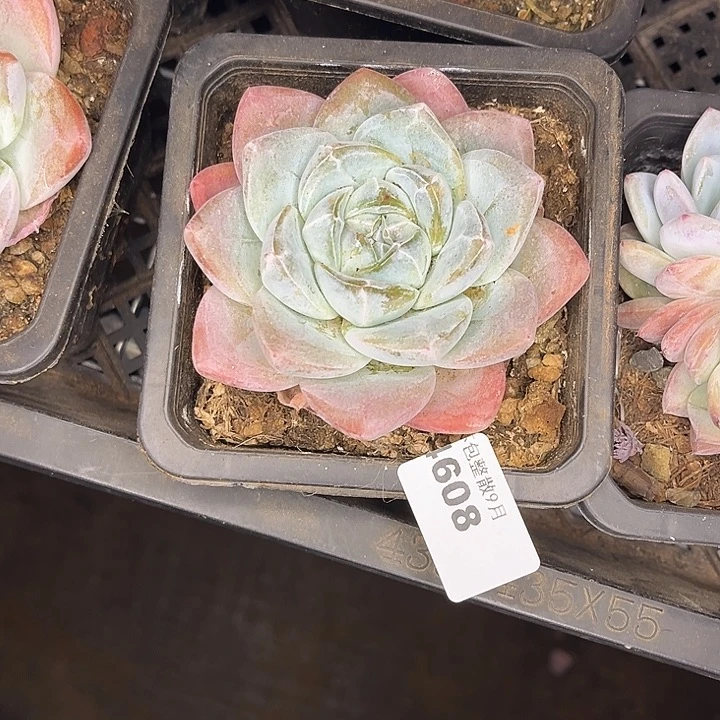 阿雅园艺。        4608冰玉