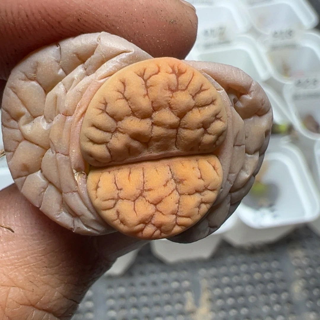 【闪购商品】930……