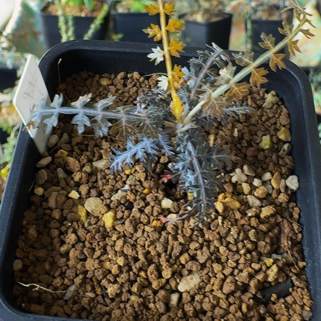 特价 实生荚迷乳香带盆土顺丰空运包邮