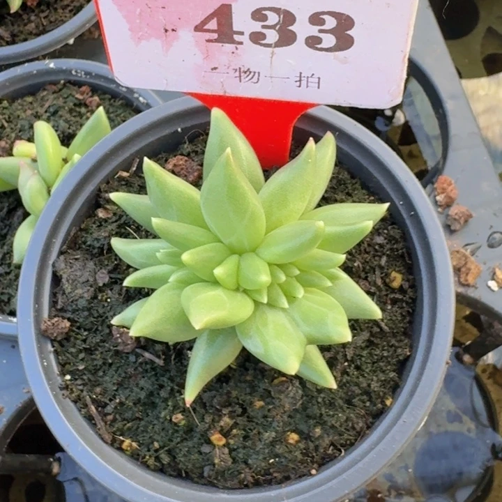 布丁缀化433多肉植物